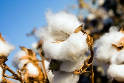 Cotton Field