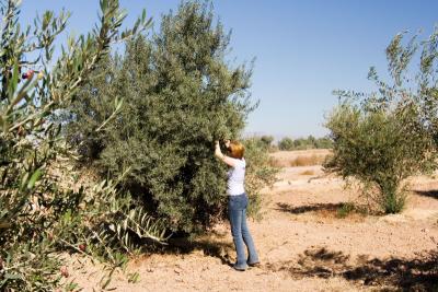 Olives Farm