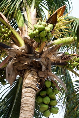 Coconat tree at the beach