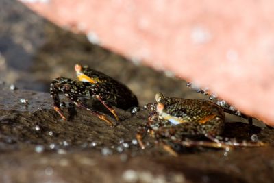 Crabs on the rocks