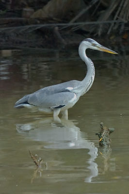 Birding In Rawang 2006