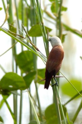 Birds In Pulau Indah