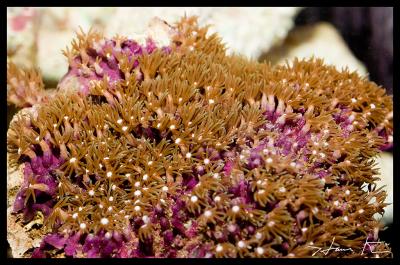 Star Polyps