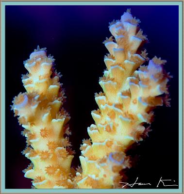 Acropora Tenuis