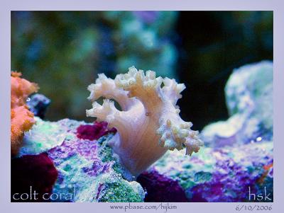 Colt Coral