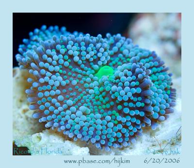 Ricordia Florida