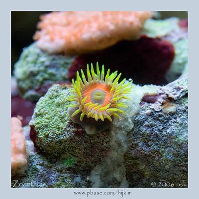 Zoanthids