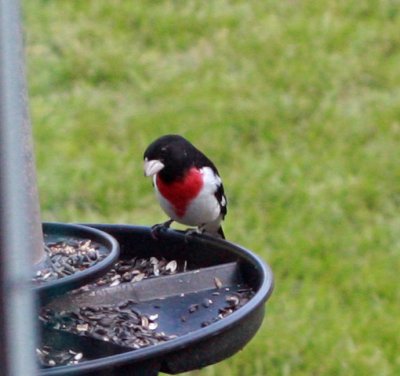 rose_breasted_grossbeak_2715.jpg