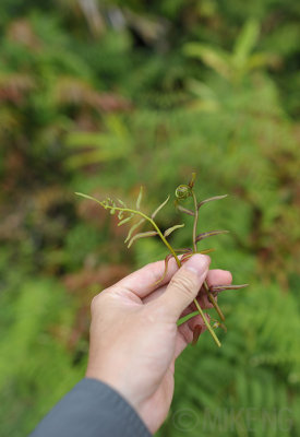 Midin (edible fern)