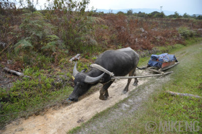 Buffalo sled