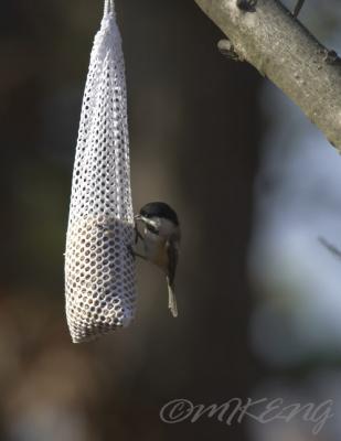 Black Capped Chickadee