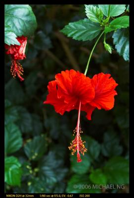 Hibiscus