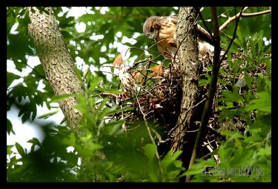 Checking the Nest