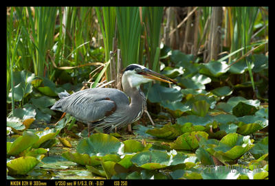 Hunting Sequence 9