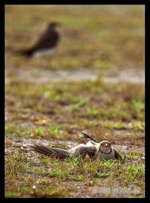 Oriental Pratincole