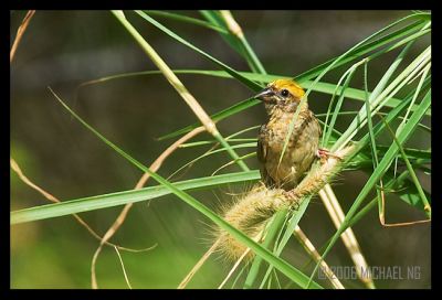 Baya Weaver feeding