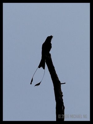 Greater Racket-Tailed Drongo