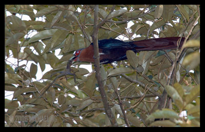 Chestnut-Breasted Malkoha (male)