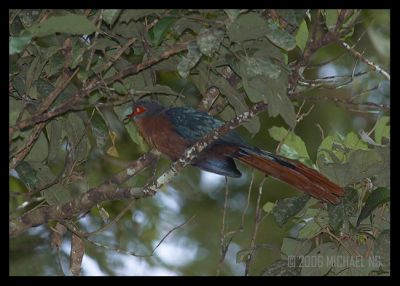 Chestnut-Breasted Malkoha (male)