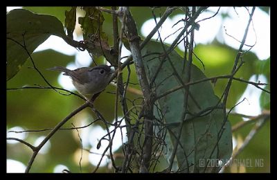 Black-Browed Fulvetta