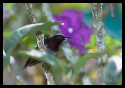 Black Throated Sunbird (male)