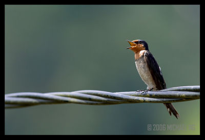 Pacific Swallow