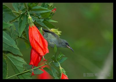 Black Throated Sunbird (Juvenile)