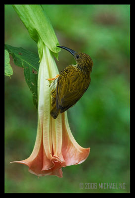 Streaked Spiderhunter