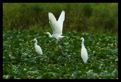 Egrets