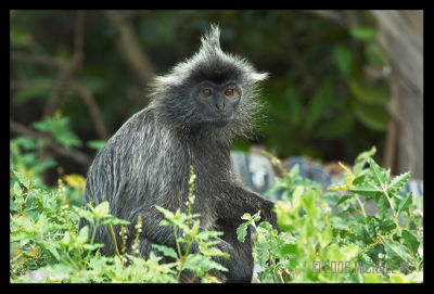 Silverleaf Monkey
