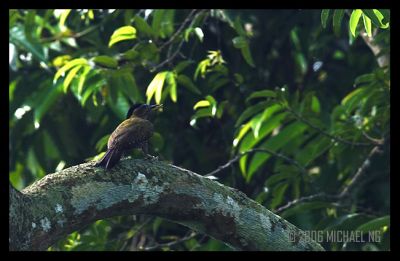 Streak-Breasted Woodpecker (Female)