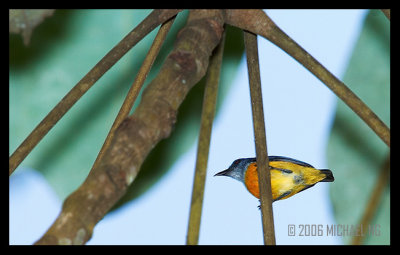 Orange Bellied Flowerpecker (male)