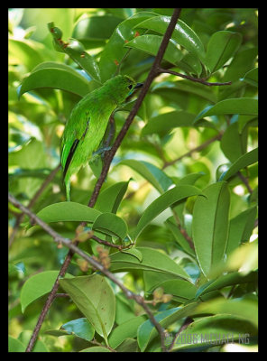 Lesser Green Leafbird (female)