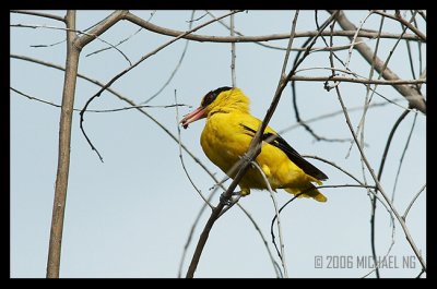 Orioles