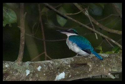  Collared Kingfisher