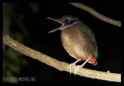 Mangrove Pitta (Juvenile) yawn