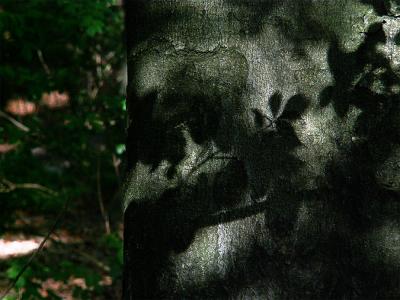 forrest shadows 12-05-2006