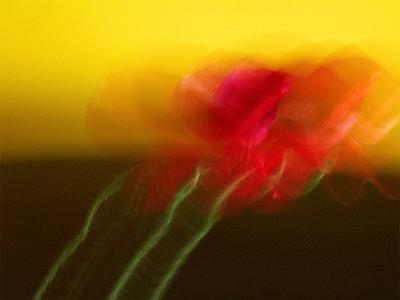 moving flower 27-05-2006