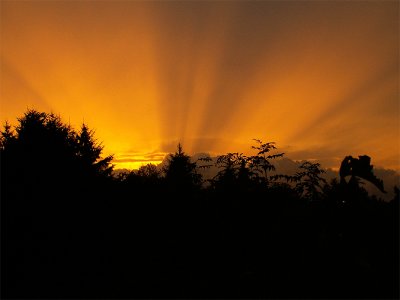 evening gold 30-07-2006