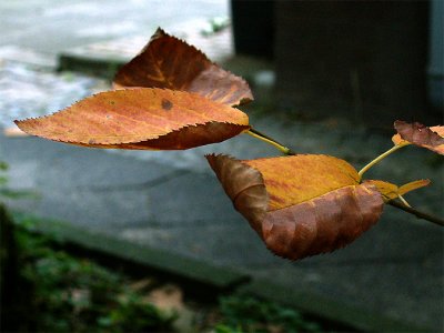 the first signs of autumn