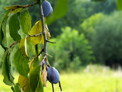 summer fruits 17-08-2006