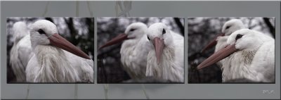 zoo triptychs