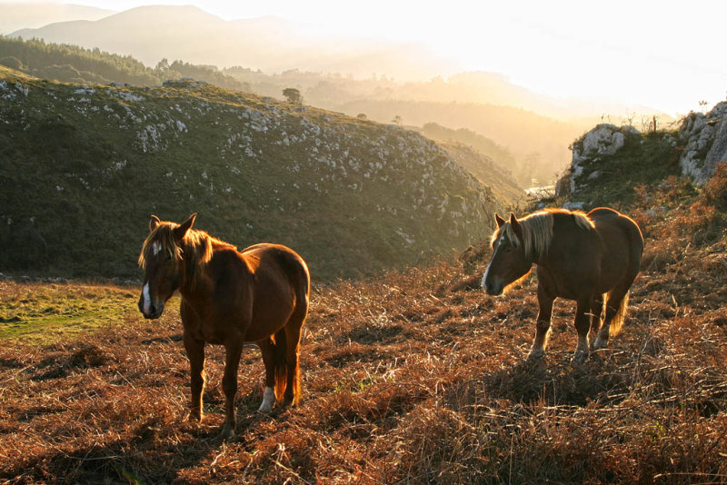venta de caballos en asturias