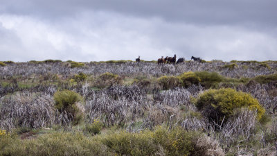 Caballos en Gredos