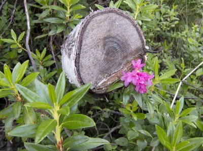 Flores sobre tronco de abedúl