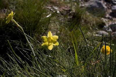 Daffodils (Jacinto Papirus) Sierra de Gredos (La Covacha)