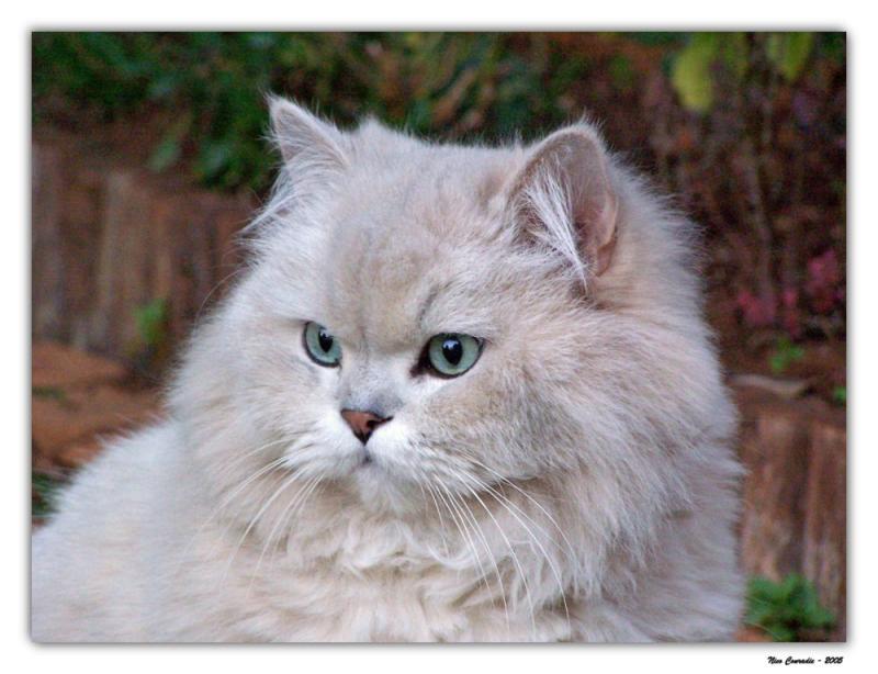 Smokey