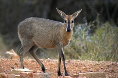 Unidentified Antelope