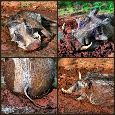 Warthog Collage