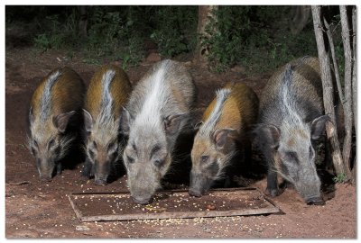 Bushpig Family